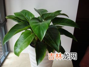绿公主金钻如何养殖,绿公主怎么养殖?