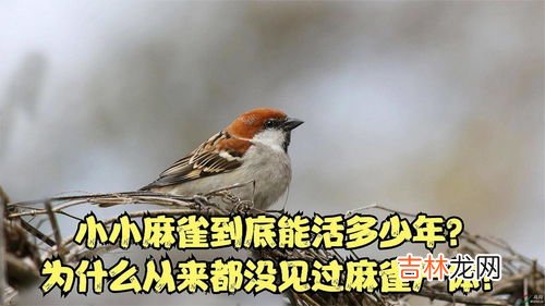麻雀寿命一般多少年,麻雀的寿命一般是怎么样的？