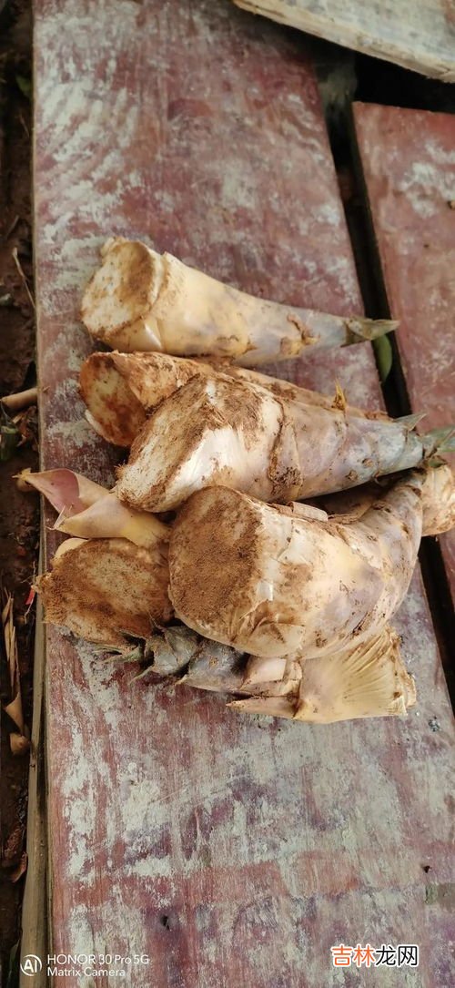 马蹄笋的功效与作用,马蹄笋的价值用途是什么