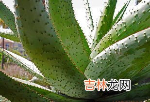 芦荟养颜美容养生,如何用芦荟美容?芦荟的保健价值有哪些?