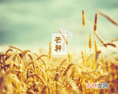 芒种应该吃什么,芒种吃什么食物 芒种饮食宜忌