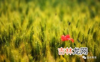 芒种应该吃什么,芒种吃什么食物 芒种饮食宜忌