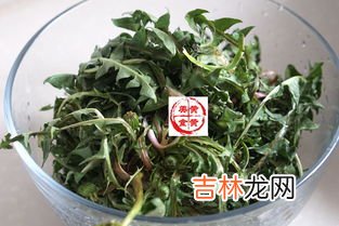 蒲公英炒鸡蛋的功效与作用,野菜蒲公英可以与鸡蛋一起吃吗