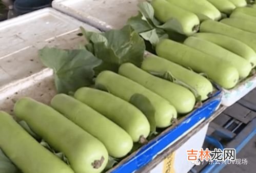 苦麻菜有哪些人不能吃,苦苣菜什么人不能吃？
