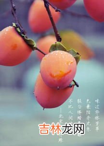 柿子和苹果能一起吃吗,柿子和苹果能一起吃吗