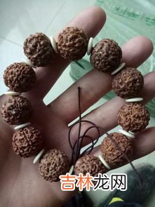 落地红和金刚菩提的区别,落地红跟金刚怎么区别 高手说两句 跪求