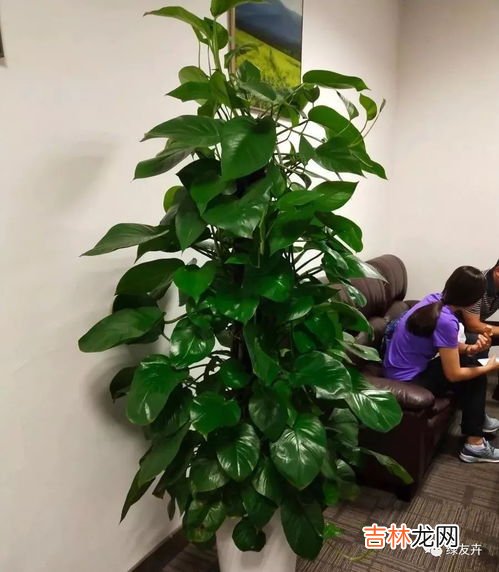 绿萝肥料淘米水,淘米水怎么浇绿萝