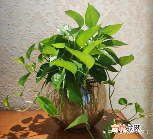 绿萝肥料淘米水,淘米水怎么浇绿萝