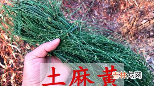 麻黄的功效和作用,中药麻黄的功效与主治