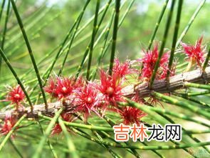 麻黄的功效和作用,中药麻黄的功效与主治