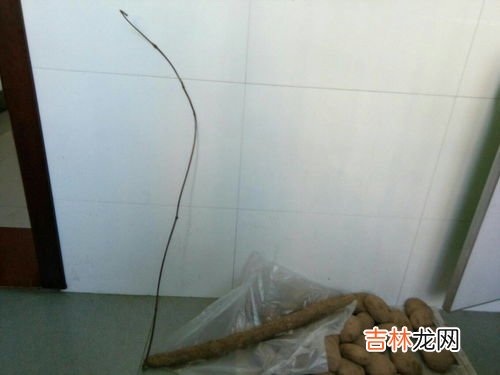 山药长出芽了还能吃吗,山药发芽还可以吃吗