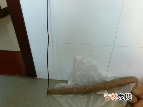山药长出芽了还能吃吗,山药发芽还可以吃吗