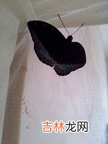 蝴蝶为什么能飞,蝴蝶没了翅膀为什么还能飞？