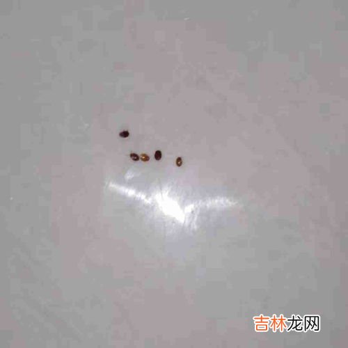 衣柜里有蟑螂怎么办,怎样防止小蟑螂进入衣柜内