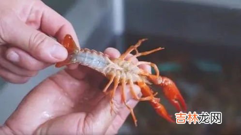 龙虾怎么处理保鲜方法,龙虾怎么保鲜存放