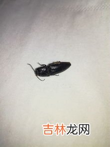 怎样判断是否有蟑螂窝,是不是潮湿的地方都很容易有蟑螂的？？