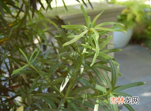 罗汉松盆栽怎么养才长得好,罗汉松盆景怎么养护呢?