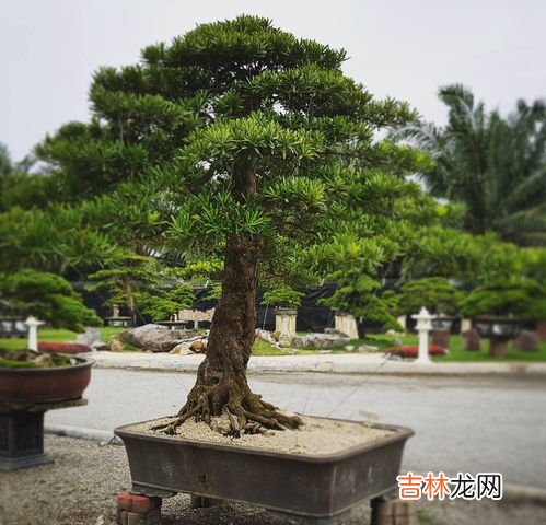 罗汉松盆栽怎么养才长得好,罗汉松盆景怎么养护呢?