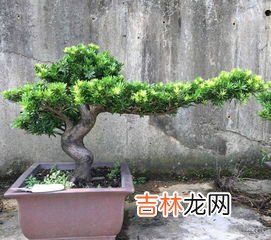罗汉松盆栽怎么养才长得好,罗汉松盆景怎么养护呢?