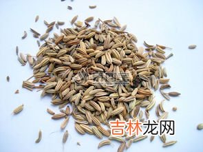 大茴香和小茴香的区别是什么,八角与大茴有什么区别