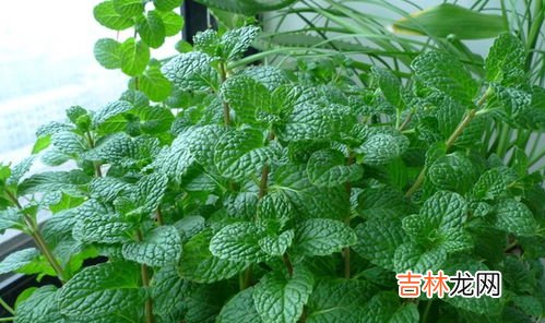 蓝蝴蝶花泡水喝一次几朵好,蓝蝴蝶花泡水喝的功效与危害 蓝蝴蝶花泡水喝的功效与危害有哪些