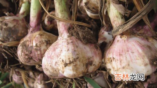 狗肉可以和大蒜一起吃吗,狗肉不能和什么一起吃