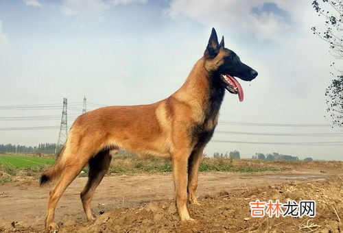 马犬矫正训练方法,训练马犬的正确方法如下