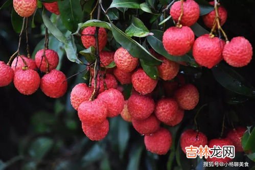 荔枝和牛奶能一起吃吗,荔枝和牛奶可以一起吃吗 荔枝一天吃多少颗合适