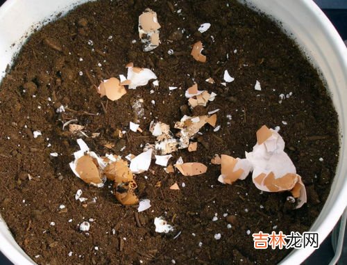 鸡蛋壳发霉能洗掉还能吃吗,发霉的鸡蛋冼干净还可以吃吗？