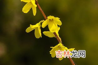 连翘花泡水的功效与作用,连翘花怎么处理才能喝