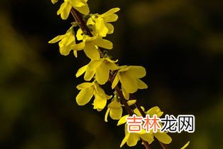 连翘花泡水的功效与作用,连翘花怎么处理才能喝