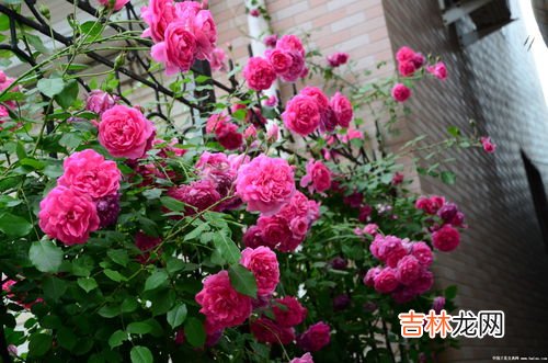 月季花泡酒功效和作用,月季花泡酒有什么功效