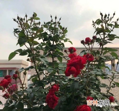 月季花泡酒功效和作用,月季花泡酒有什么功效