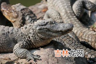 练鳄鱼爬行的危害,长期游泳和做鳄鱼爬行哪个好