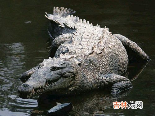 练鳄鱼爬行的危害,长期游泳和做鳄鱼爬行哪个好