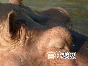 河马是哺乳动物吗,河马吃肉还是吃草