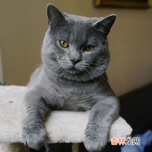 蓝猫和英短的区别,蓝猫和英短有什么区别