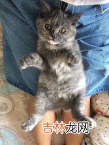 蓝猫和英短的区别,蓝猫和英短有什么区别