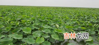 莲花白种植时间和方法,甘蓝种植时间