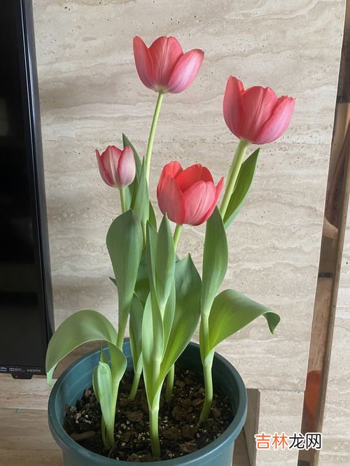 莲花白种植时间和方法,甘蓝种植时间