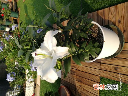 莲花白种植时间和方法,甘蓝种植时间