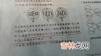 基因和染色体的关系,基因和染色体的关系知识点