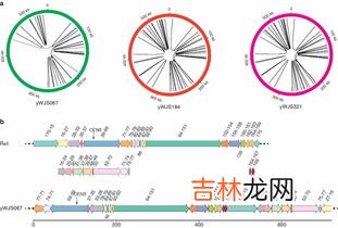 基因和染色体的关系,基因和染色体的关系知识点