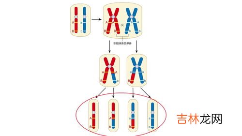 基因和染色体的关系,基因和染色体的关系知识点