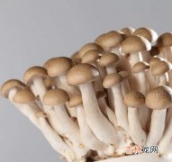 松树菇的功效与作用,松蘑菇的营养价值与功效