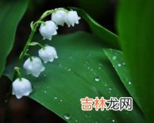 铃兰花的种植方法,铃兰种子种植方法步骤