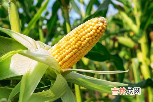 玉米需要放冰箱吗,玉米可以放冰箱冷冻吗 玉米放冰箱冷冻好吗