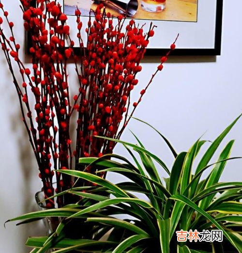 银柳放在家中什么位置,银柳放在家中什么位置