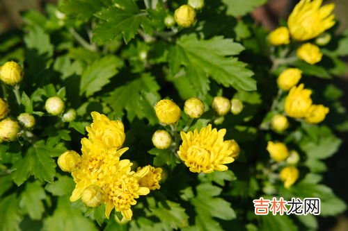 菊花类品种大全,菊花的品种有哪些