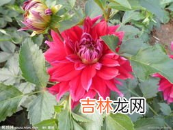 菊花类品种大全,菊花的品种有哪些